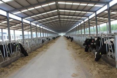 Pre-made Steel Structural Cowshed Framing Systems With Automation And Sanitary