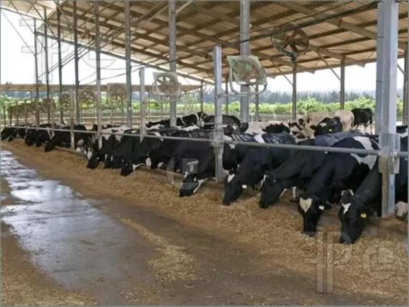 Livestock Milk Shed metal framing system For Feed Storage Building