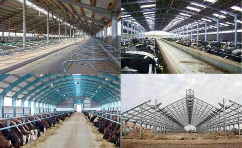 Steel Structure Cowsheds | Steel Frame Cow Barns | ZHM,China Manufacturer Factory Supplier