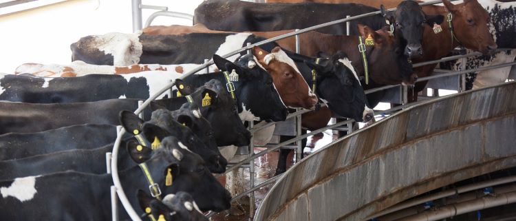 Dairy_Parlor_Metal_Building_With_Cow_Milking_Rotary_and_Partial_Mezzanine_05_milking-main