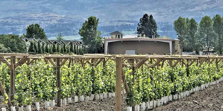 PEB Wine Production Building with Exposed Steel Canopy:Metal Winery Building