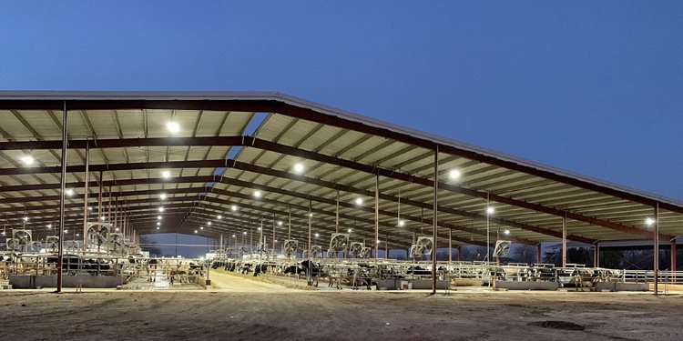 Free Stall Robotic Dairy Barns Metal Buildings with Open Walls
